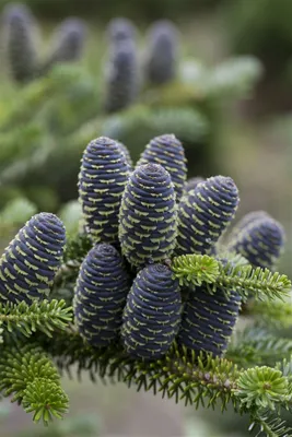 Produktbild von Abies koreana 'Blue Emperor', Koreatanne, blaugrün, 40–60 cm