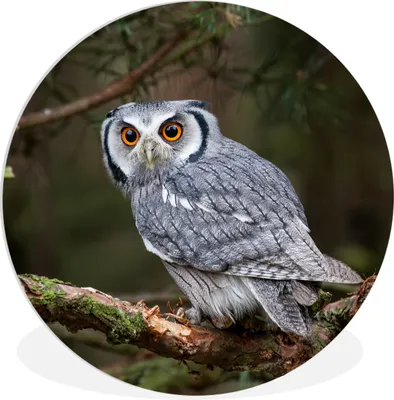 Produktbild von MuchoWow® Rundes Wandbild - Runde Bilder Eule - Vogel - Äste - Natur Ø 90 cm Kreis Wanddekoration Kunststoff - Wandkreis - Wandschmuck - Wand-Kreis - Wohnzimmer - Bild - Runde - Wanddeko - Dibond - Kunstdrucke