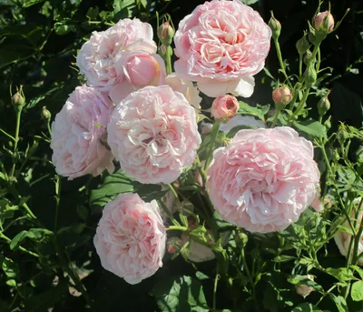 Produktbild von Dehner Kletterrose Divina, Züchter Tantau, dicht gefüllte duftende rosa Blüten, 15-30 cm exkl. Pflanztopf, Topfware