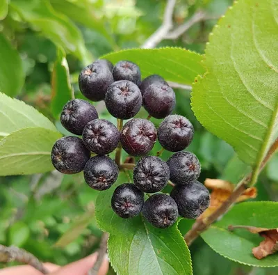 Produktbild von Aronia- Apfelbeere Hugin Gesundheitsbeerenstrauch