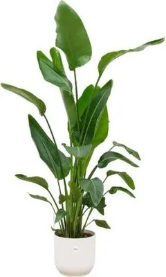 Produktbild von Strelitzia Nicolai – Baum-Strelitzie – ca. 160cm hoch – Ø30cm – Inkl. Pflanztopf Vibes Fold Rund Weiß – Tropische XXL Zimmerpflanze mit großen Blättern – Exotische Grünpflanze für Wohnzimmer & Büro