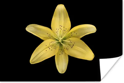 Produktbild von MuchoWow® Poster Eine gelbe Lilie Blume über schwarzem Hintergrund 180x120 cm - Fotoplakat
