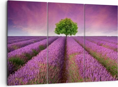 Produktbild von Bild auf Leinwand - Leinwandbild - Wiese lavenda Sommer Landschaft - 105x70cm - Wand Bild - Wanddeko - Leinwanddruck - Bilder - Kunstdruck - Leinwand bilder - Wandkunst - CE105x70-2605