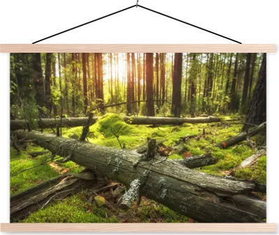Produktbild von MuchoWow® Textilposter Baum - Wald - Moos 60x40 cm mit holzfarbenen Rahmen - Bilder