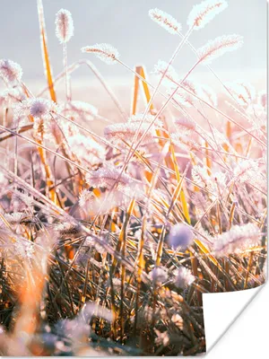 Produktbild von MuchoWow® Poster Gras - Sonne - Winter - Schnee 120x160 cm - Wandbilder