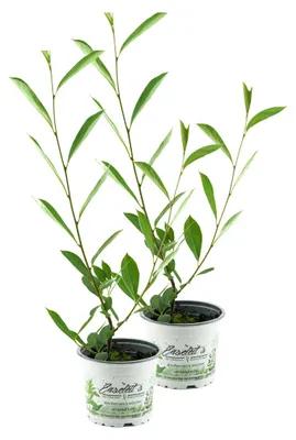 Produktbild von Enseleits 2er Set Aronia Vitaminbeere (Aronia arbutifolia)