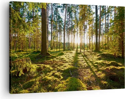 Produktbild von Bild auf Leinwand - Leinwandbild - Wald Baum Natur - 70x50cm - Wand Bild - Wanddeko - Wandbilder - Leinwanddruck - Bilder - Kunstdruck - Wanddekoration - Leinwand bilder - Wandkunst - AA70x50-3724