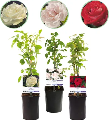 Produktbild von Kletterrose - Rosa Tricolour - Blumen Rosa Weiß Rot - Geringer Pflegeaufwand - 3 Pflanzen - 30-40cm - Ø10cm - Gartenpflanze