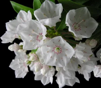 Produktbild von Berglorbeer Elf - Lorbeerrose - Kalmia latifolia Elf - 30-40cm