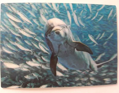 Produktbild von 3 D Ansichtskarte Delfin mit Fischen, Postkarte Wackelkarte Hologrammkarte Delfine Fisch