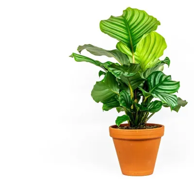 Obrázek produktu pro Gardners Calathea Orbifolia, průměr 11-12 cm