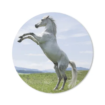 Produktbild von MuchoWow® Mauspad Mousepad Pferd - Aufzucht - Natur 30x30 cm - Mousepads - Maus Mat - Pad - Mausunterlage - Tischunterlage - Schreibtischmatten