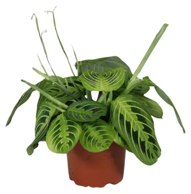 Immagine prodotto di Maranta Leuconeura Fascinator Limone Lime - 30cm - Ø12cm - Pianta d'appartamento - Sempreverde