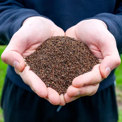 Produktbild von Phacelia 25kg Gründünger Humusbildung Bodenverbesserung Bienenweide 25KG blaue Phacelia, bienenfreundlich, verholzend