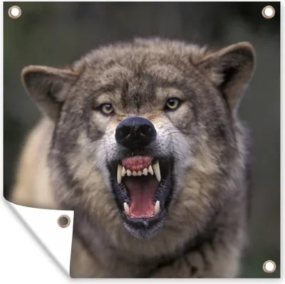 Produktbild von MuchoWow® 100x100 cm Outdoor-Poster Gartendeko Sichtschutz Garten Poster für den Garten  Wolf - Maul - Zähne