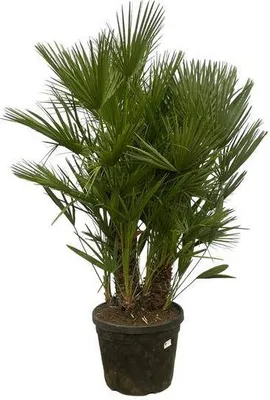 Produktbild von Chamaerops Humilis Zwergpalme mehrstämmig Mediterrane Zimmer- und Gartenpflanze