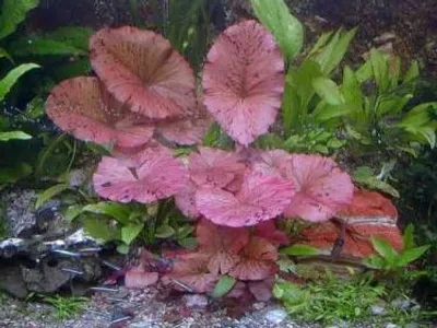 Produktbild von 1 rote Tigerlotus ca. 10-15 cm , Nymphaea Lotus