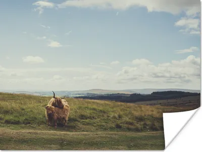 Produktbild von MuchoWow® Poster Schottische Highlander - Gras - Wolken - Tiere 120x90 cm - Wandbild