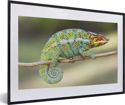Produktbild von MuchoWow® MuchoWow® Gerahmtes Poster Blickendes Chamäleon 60x40 cm - Poster mit zchwarzem Bilderrahmen - Schlafzimmer - Plakat in Rahmen - Drucken