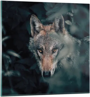 Produktbild von Bilder auf glas - Einteilig - Wolf Wald Raubtier - 70x70cm - Glasbilder - Wandbilder - Bilder - zum Aufhängen bereit - Wanddekoration aus Glas - Glas Bilder - Wandbild auf Glas - GAC70x70-5053