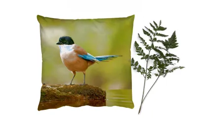 Produktbild von MuchoWow® Zierkissen Sofakissen Wohnzimmer Dekokissen 50x50 cm Elster - Vogel - Moos - Komfort - Sofakissen