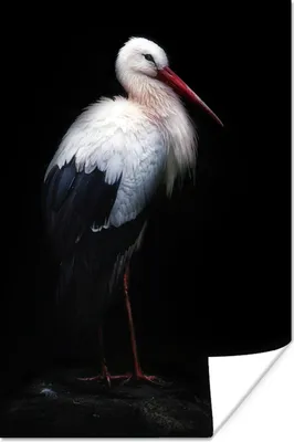 Produktbild von MuchoWow® Poster Porträtstorch auf schwarzem Hintergrund 80x120 cm - Papierdruck