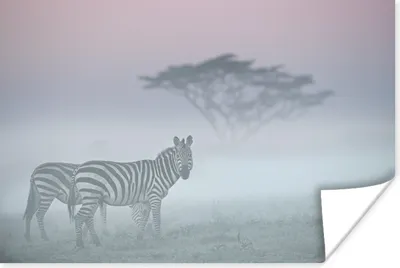 Produktbild von MuchoWow® Poster Zebras im Nebel 30x20 cm - Plakate - Print
