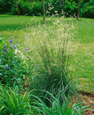 Produktbild von Helictotrichon sempervirens 'Pendula', Blaustrahlhafer, ca. 9x9 cm Topf