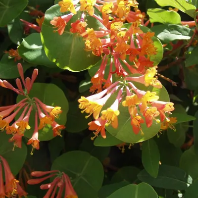 Obrázok produktu pre 2 x  plamienok  - Lonicera heckrottii 'Gold Flame'  | 50-60 cm v kontajneri
