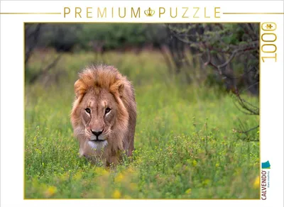 Produktbild von CALVENDO Puzzle Löwenmann während der Regenzeit | 1000 Teile Lege-Größe 64 × 48 cm Foto-Puzzle für glückliche Stunden