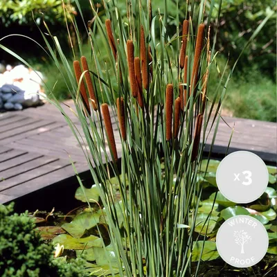 Produktbild von 3er-Set Typha Latifolia, Rohrkolben, Teichpflanze, 15-25 cm, Topf 9 cm