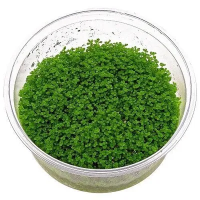 Produktbild von Hemianthus callitrichoides Cuba in-Vitro