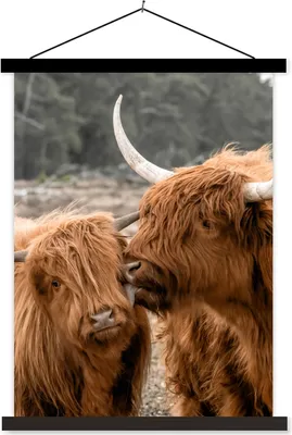 Produktbild von MuchoWow® Textilposter Schottische Hochlandrind - Tiere - Liebe 60x80 cm mit schwarzem Rahmen - Plakathalter