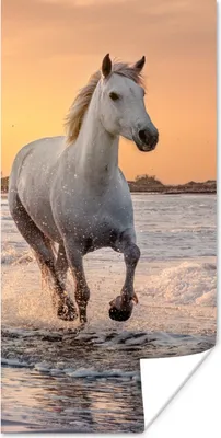Produktbild von MuchoWow® Poster Pferde - Sonne - Meer - Strand - Tiere 20x40 cm - Plakat - Foto