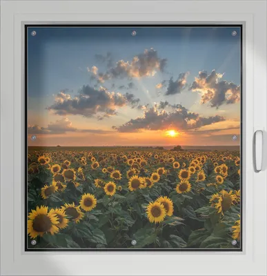 Produktbild von Wallario Lichtschutzbild, Dekorativer Sichtschutz Sonnenschutz 96 x 93 cm mit Motiv: Sonnenblumenwiese vor Wolken mit Sonnenuntergang - Verdunklung ohne Bohren