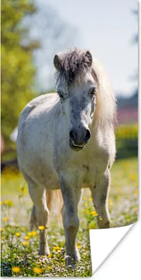 Produktbild von MuchoWow® Poster Pferd - Blumen - Licht 20x40 cm - Plakat - Foto
