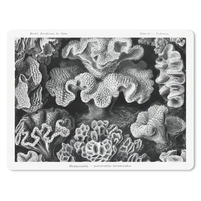 Produktbild von MuchoWow® Mauspad Mousepad Kunst - Koralle - Ernst Haeckel - Alte Meister - Natur 40x30 cm - Mousepads - Maus Mat - Pad - Mausunterlage - Anti Rutsch