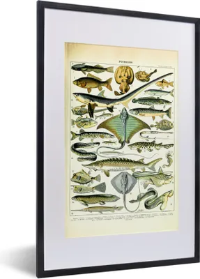 Produktbild von MuchoWow® Gerahmtes Poster Fische - Meerestiere - Tiere 40x60 cm - Poster mit Schwarzem Bilderrahmen Wandposter Rahmen Foto Bilder - Poster in Rahmen
