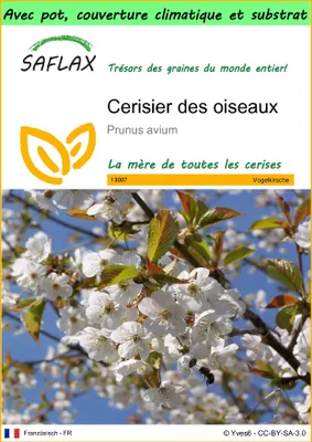 Image de SAFLAX Garden to go - Cerisier des oiseaux - 10 graines - Prunus
