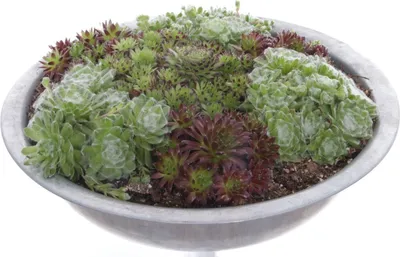 Produktbild von Super XXL  Sempervivum-Rojnik ocynkowana doniczka 35cm wysokość 15cm