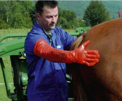 Produktbild von Kerbl Einmalhandschuhe Vetbasic, 90 cm Länge, 100 Stück, orange