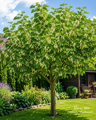 Produktbild von Weiße Maulbeere 50–70 cm (Morus alba) – Winterharter Maulbeerbaum, Obstbaum mit süßen Früchten für Garten, Kübel & Terrasse, KI-generiertes Bild