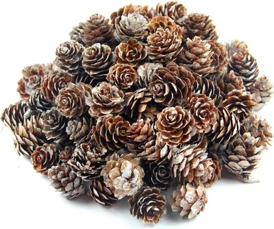 Produktbild von Natürliche Kiefernzapfen, 120 Stück, 2-3 cm Durchmesser, für Herbst- und Weihnachtsdekoration