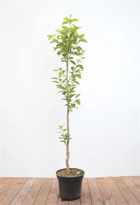 Produktbild von Diospyros kaki 'Vaniglia', Kaki Kakipflaume, 125–150 cm