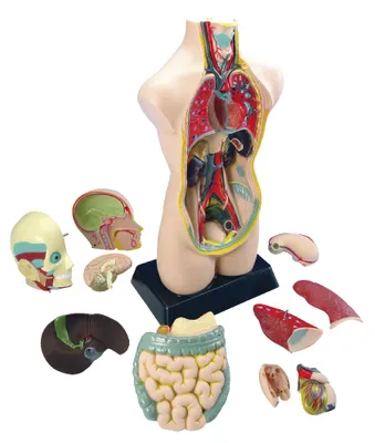 Produktbild von Eduplay Torso Lernspielzeug groß - Biologie entdecken