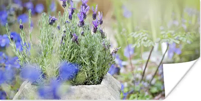 Produktbild von MuchoWow® Poster Nahaufnahme von Lavendel in einem Garten 120x60 cm - Bild