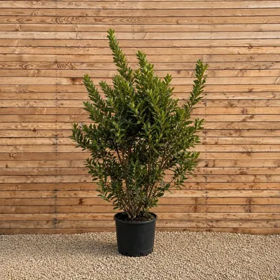 Produktbild von Westlicher Erdbeerbaum 175-200 cm - Arbutus unedo mehrstämmig, immergrün