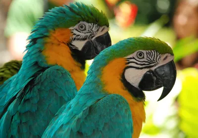 Produktbild von Fototapete Vlies 18448 Macaw Love Birds 7-tlg. 350 x 260 cm
