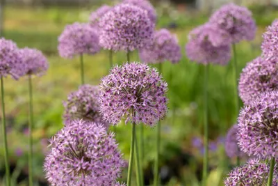 A close-up view of several purple allium flowers in a garden setting.