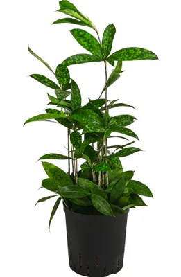 Produktbild von Dehner Drachenbaum, Dracaena surculosa, in Hydrokultur, mit Wasserstandsanzeiger, 65 cm inkl. Pflanztopf, Ø Topf 18 cm, Zimmerpflanze